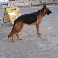 سگ ژرمن ماده