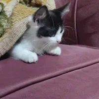 میکس DSH و پرشین