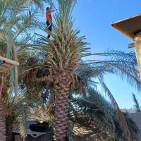 قطع نخل رایگان