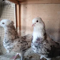 کفتر شازده سبز عتیقه همه چی تو عکس معلومه|پرنده|اسلامشهر, شهرک سعیدیه|دیوار