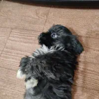 سگ شیدزو|سگ|فاضل آباد, |دیوار