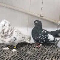 سار هفرنگ سینه سیاه