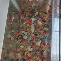 ماهی گپی|ماهی|محمدیه-قزوین, |دیوار