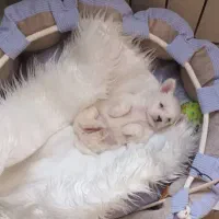 فروش توله خیلیشیطون 3ماهه با تمام وسایلش