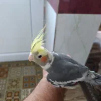 عروس هلندی نر