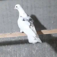 کفتر نر پشتدار تیکه پاره