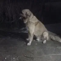 سگ سراب|سگ|رشت, لاکان|دیوار