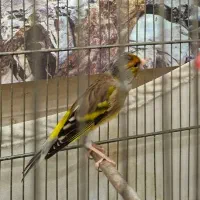 سهره قناری مست بخون