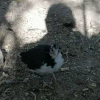 جوجه خروس گلین 3 ماهه زیر مرغی|حیوانات مزرعه|کرج, شهرک ظفر|دیوار