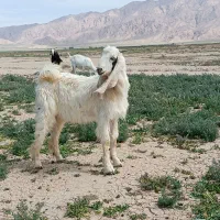 دو راس بزغاله پاکستانی