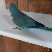 طوطی راهب|پرنده|کرج, شهرک بنفشه|دیوار