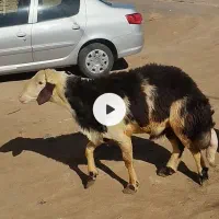 قوچ پلنگی