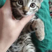 گربه کوچولو طوسی|گربه|گالیکش, |دیوار