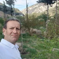 گل رز رنگ بندی