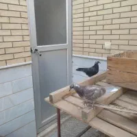 کفتر پرشی و زینتی|پرنده|اردکان, |دیوار