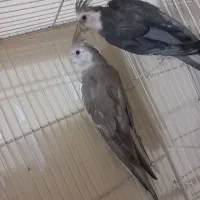 عروس هلندی وایت فیس مولد و کوتوله مولد با جوجه