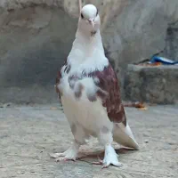 کبوتر 6 تا هما کاکلی پا چکمه جنس پرش|پرنده|تهران, دستغیب|دیوار