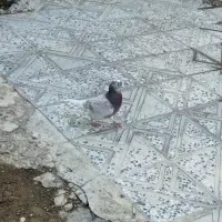 کبوتر|پرنده|آبدانان, |دیوار