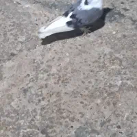 کبوتر