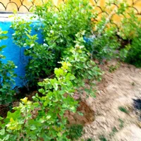 طبرسی شمالی برزش اباد|فروش خانه و ویلا|مشهد, كنويست|دیوار
