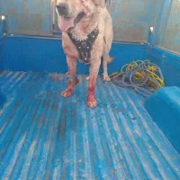 دزدیده شوده|حیوانات|انزل, |دیوار