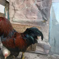 خروس برهما جوان