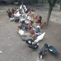 مرغ گلپایگانی جوان