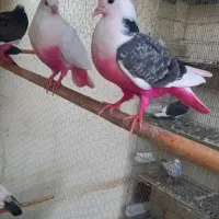 کفتر جوجه گم کردم