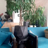 گل فیکوس سبز ، شفلرا بزرگ و بونسای