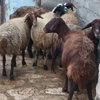 تعداد۸راس گوسفند بابره میش وبره جوان وشیره دار
