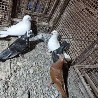 کفتر پلاکی|پرنده|میناب, |دیوار