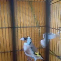 سهره ۲ ساله|پرنده|بانه, |دیوار