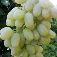 صادرات  میوه و تره بار