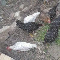 خروس فروشی|حیوانات مزرعه|قمصر, |دیوار