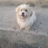 واگذاری سگ پاکوتاه