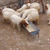 ۱۰ راس بره نر|حیوانات مزرعه|دره شهر, |دیوار