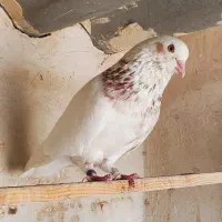 کبوتر دکتر ثقفی