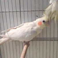 عروس هلندی و مرغ عشق|پرنده|مرودشت, ابوذر شمالی|دیوار