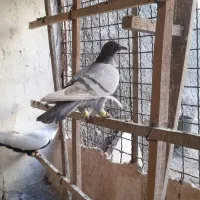 کبوتر|پرنده|اقبالیه, |دیوار