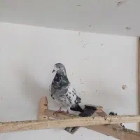 کفتر پرشی|پرنده|دهگلان, |دیوار