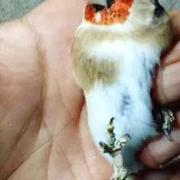 جوجه سهره|پرنده|تهران, اتابک|دیوار