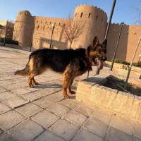 سگ ژرمن شپرد