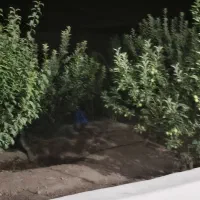 باغ شهری