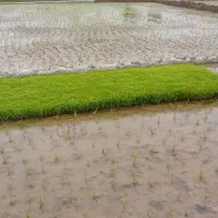 توم صدری دم سیاه