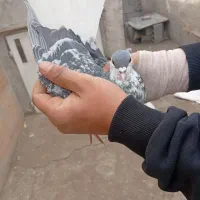 کفتر|پرنده|احمدآبادمستوفی, |دیوار