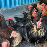 مرغ و خروس نیمچه مرندی و بلک استار اصیل|حیوانات مزرعه|کرج, کمالشهر|دیوار