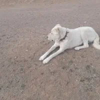 گمشده هرکس نشونی ازش بده مژدگانی دریافت میکنع|سگ|مشکان, |دیوار