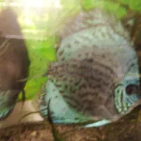 دو عدد دیسکس ۶ اینچی جفت|ماهی|مشهد, حسین‌آباد|دیوار