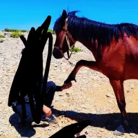 مادیون  با کره قاطر|اسب و تجهیزات اسب‌سواری|لیکک, |دیوار