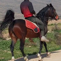 اسب نریون|اسب و تجهیزات اسبسواری|طسوج, |دیوار